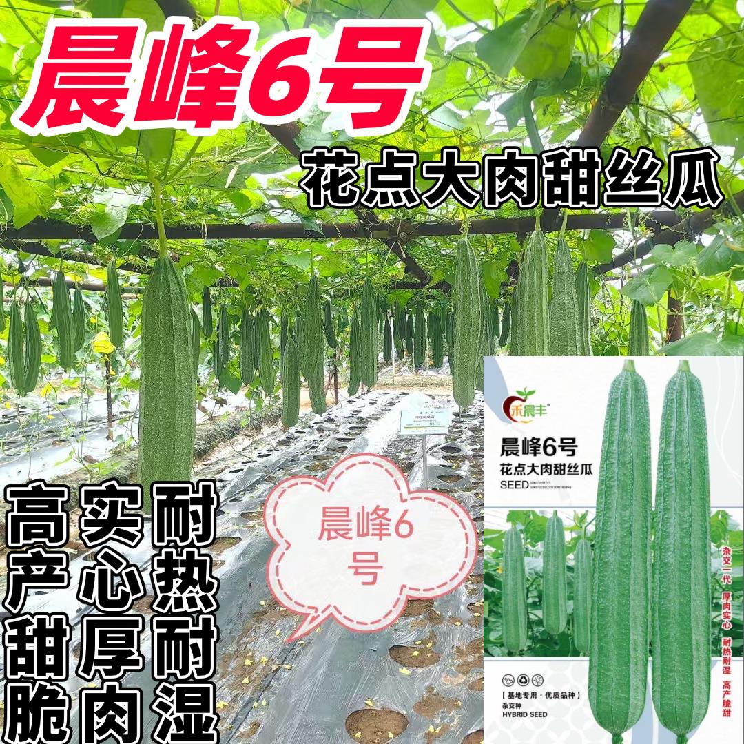 海南晨峰6号花点大肉甜丝瓜种子花点棱角丝瓜肉厚实心脆甜产量高