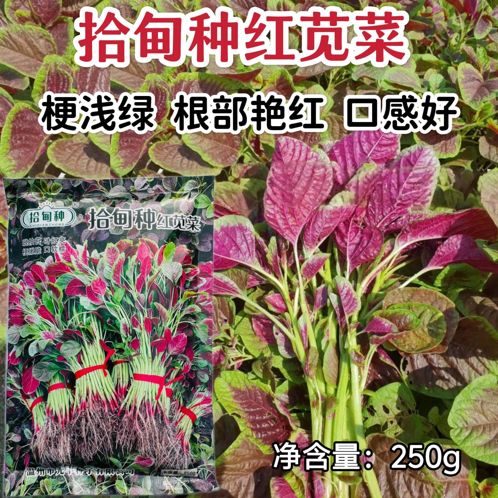 拾甸种红苋菜种子耐热性好红汉菜种子红根苋菜种籽南方大田蔬菜