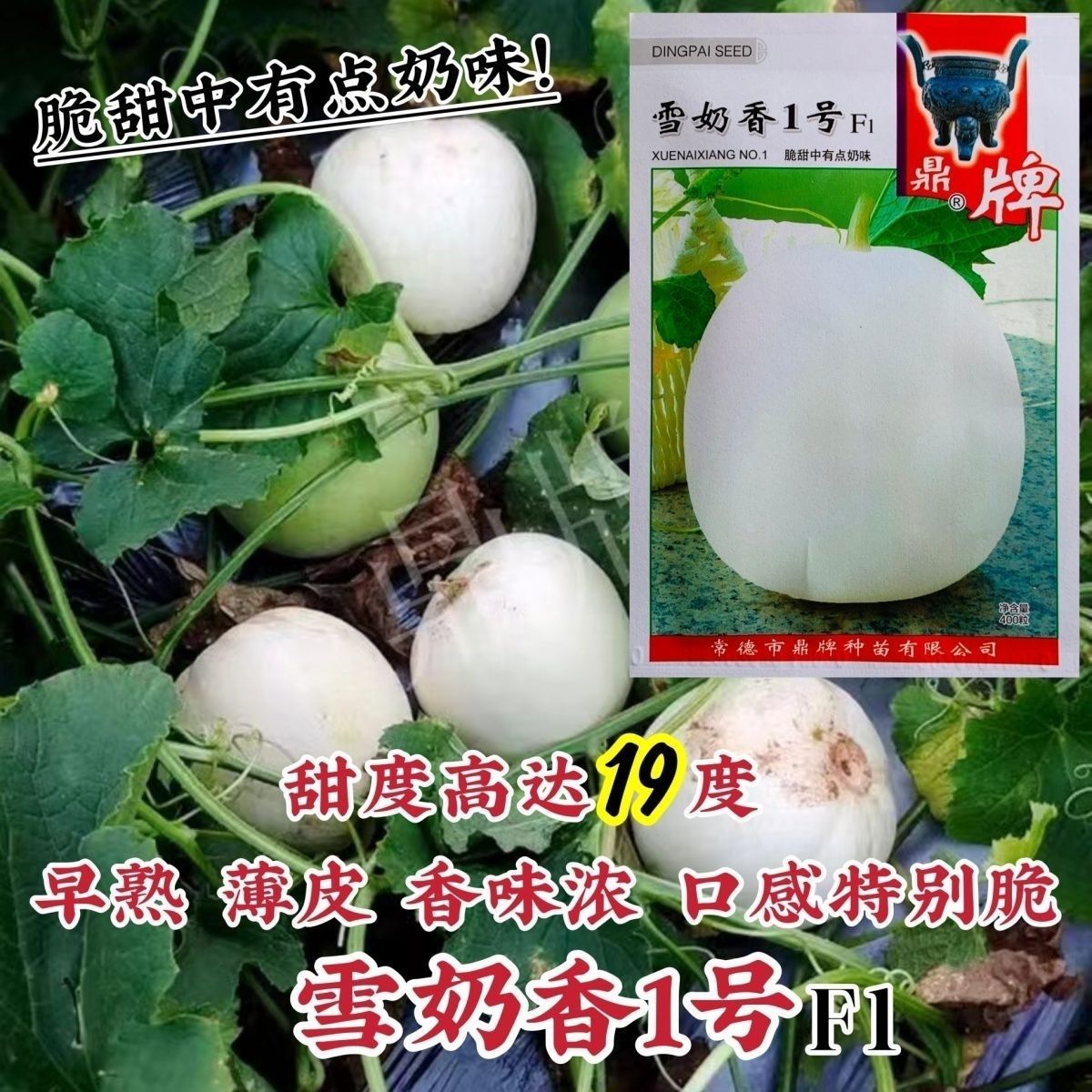 原装鼎牌雪奶香1号甜瓜种子特甜香味浓薄皮甜瓜种籽耐裂脆甜香瓜