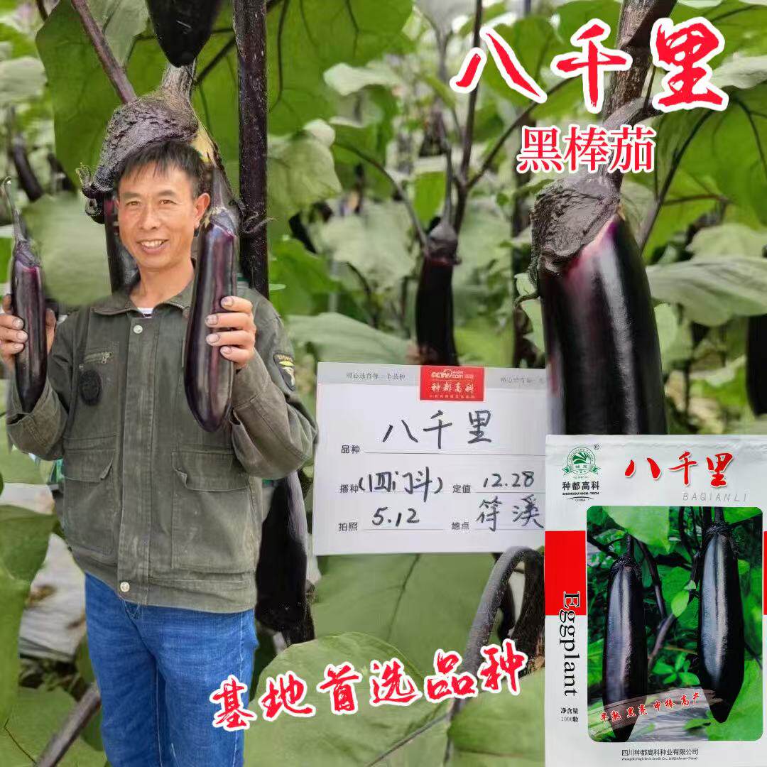 八千里黑棒茄种子黑色油亮型高温不变色基地商品性好茄果顺直高产