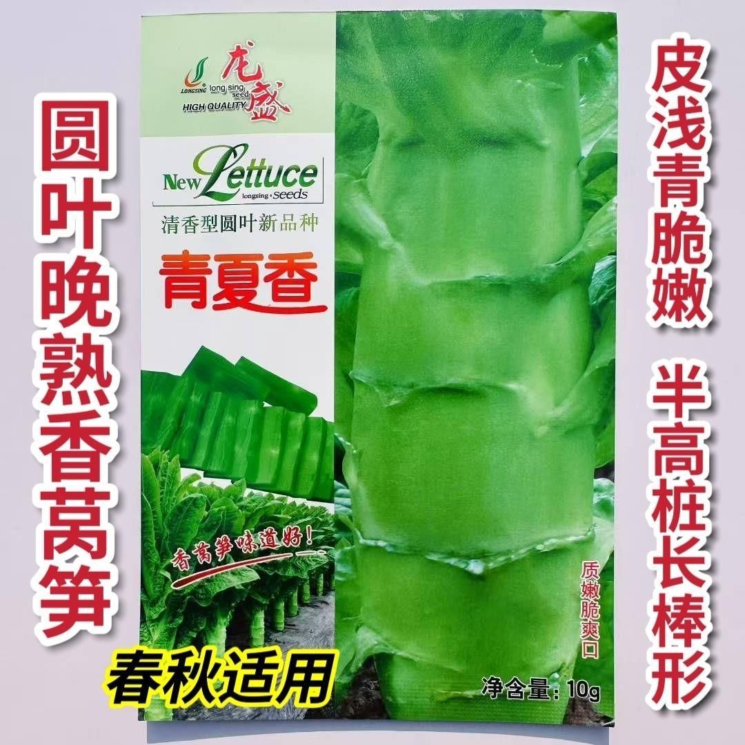 龙盛青夏香莴笋种子圆叶晚熟半高桩长棒形皮浅青脆嫩莴苣种子春秋