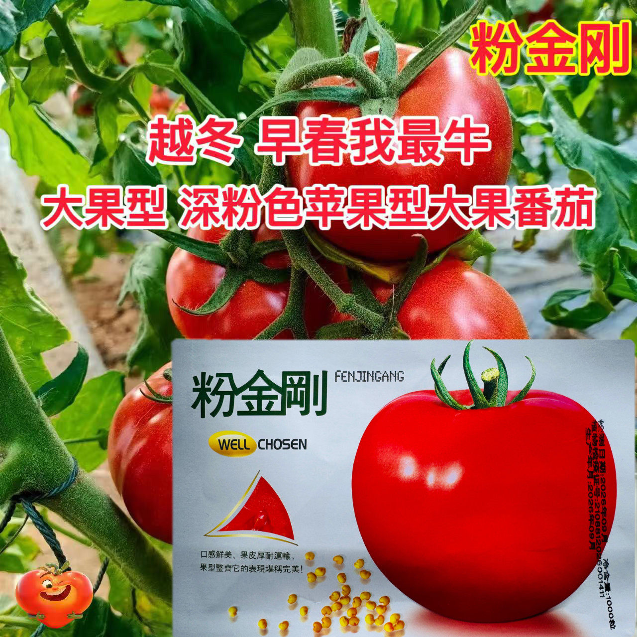 粉金刚早熟无限生长型粉果番茄西红柿种子 大果高圆苹果型硬度高
