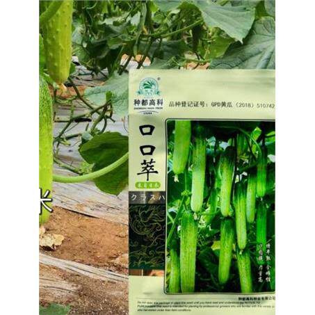 种都高科全雌系黄瓜种子瓜长20-25厘米心腔小肉厚耐运输蔬菜种苗