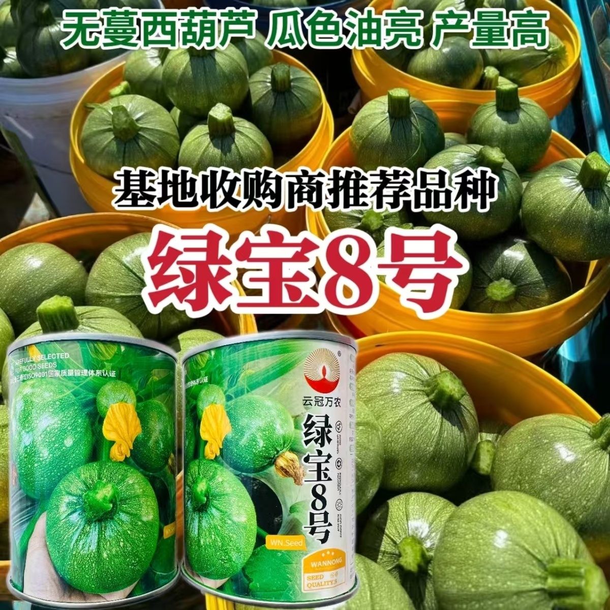 绿宝8号圆葫芦种子西葫芦种籽小南瓜籽圆角瓜籽高产春秋播蔬菜