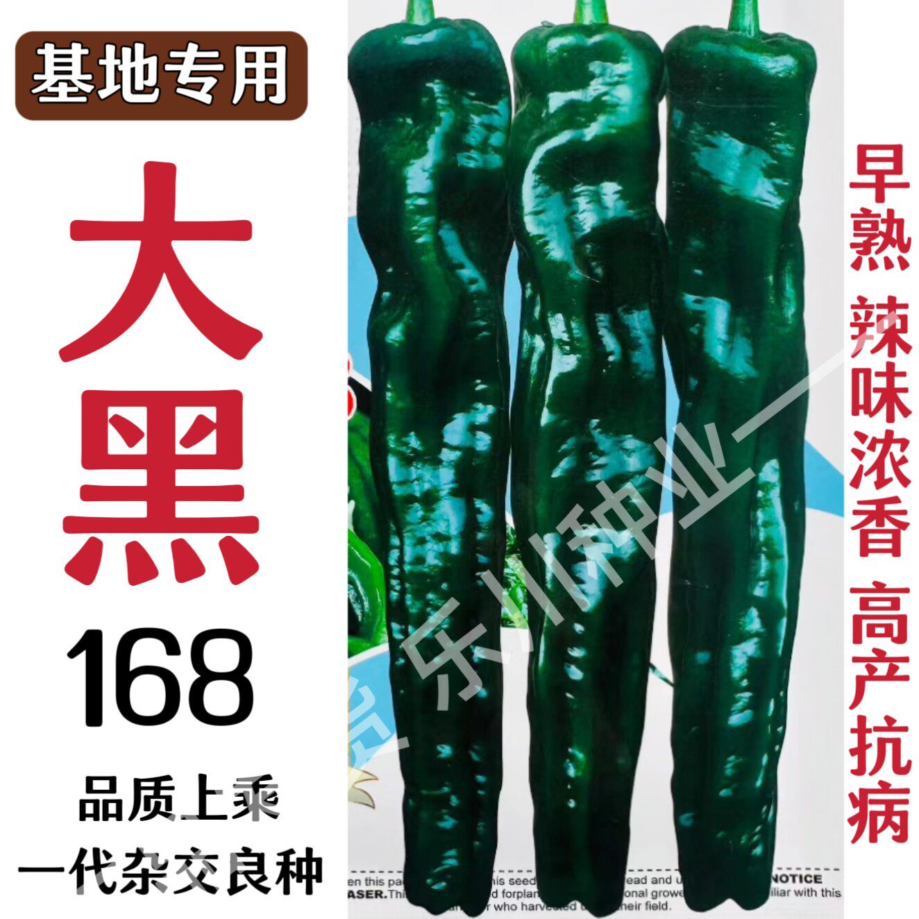黑香辣皱皮椒种子大黑168早熟口感好高端品质薄皮皱皱椒种籽高产