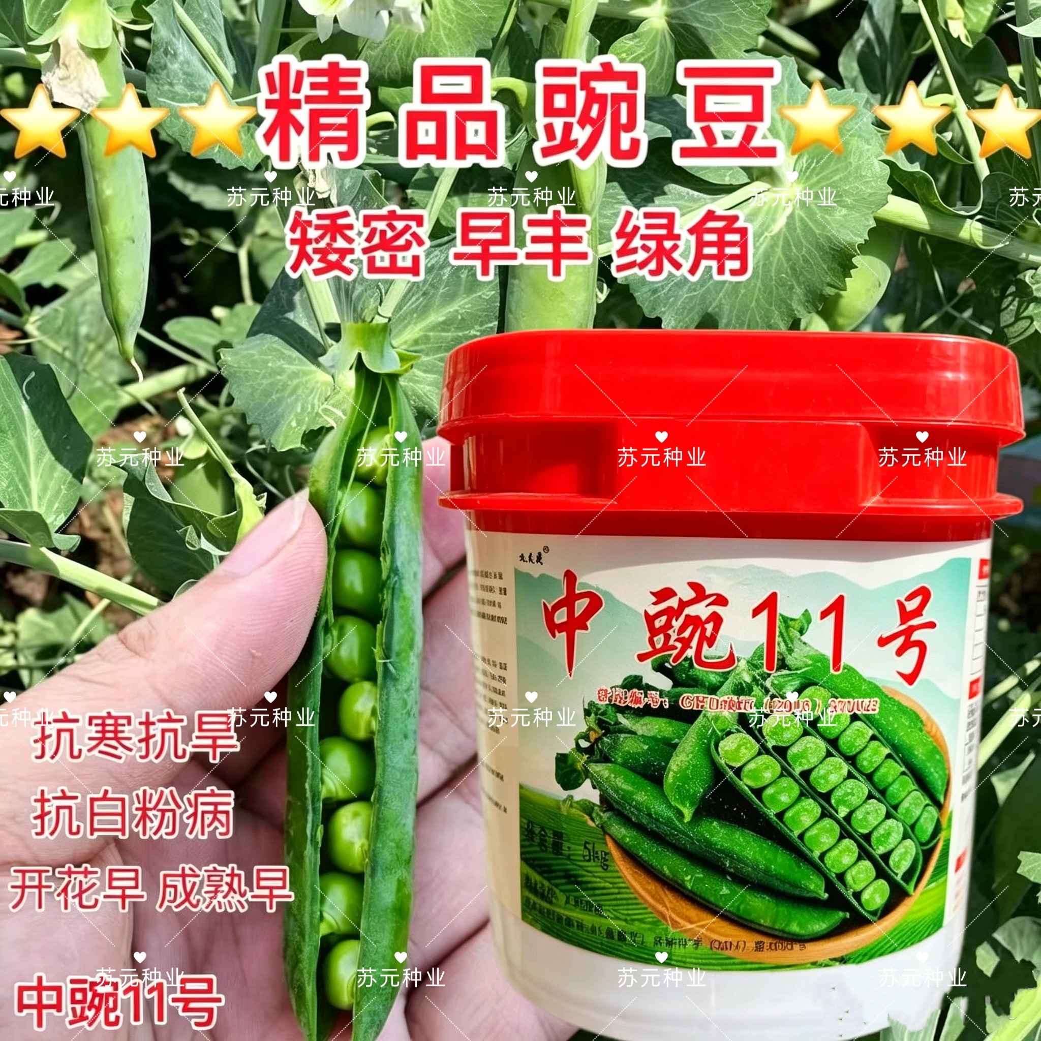 中豌11号矮密早丰绿角抗寒抗旱抗白粉病耐寒抗旱大青豆水果豆10斤