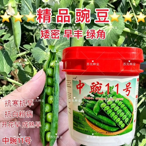 中豌11号矮密早丰绿角抗寒抗旱抗白粉病耐寒抗旱大青豆水果豆10斤