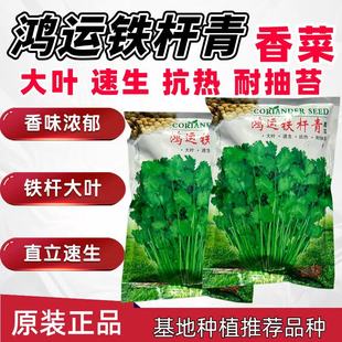 鸿运铁杆青香菜大叶耐热耐抽苔芫荽种子四季播种阳台香菜基地种植