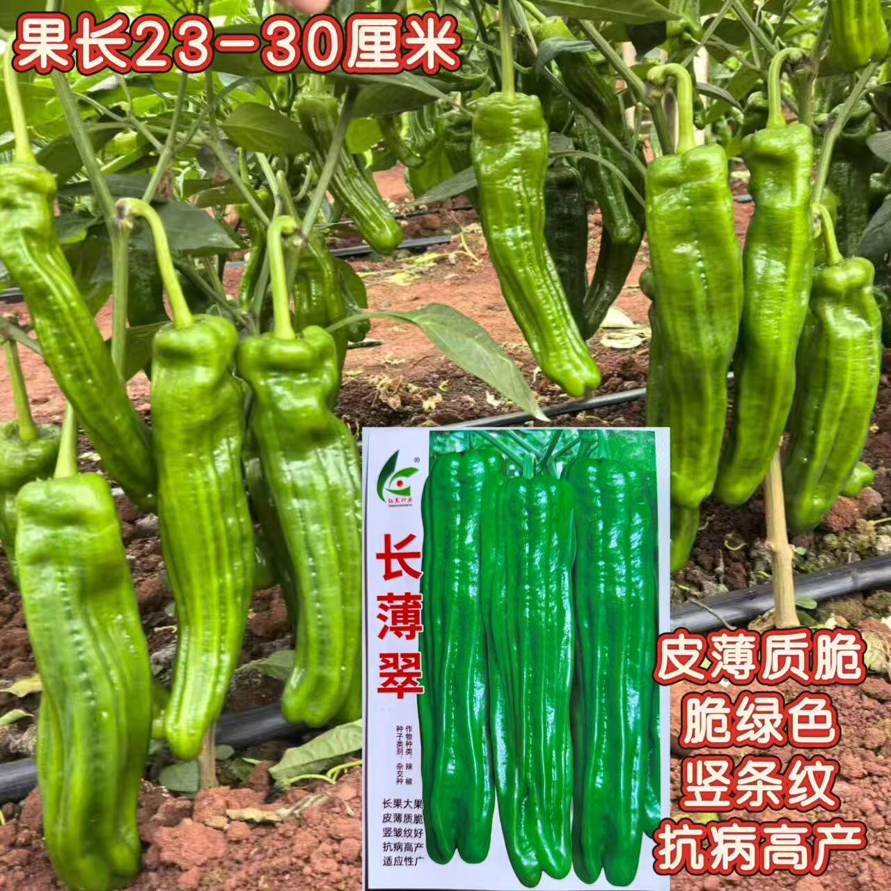 长薄翠薄皮青椒种籽皮早熟杂交大果质脆竖邹纹辣椒籽春秋抗病高产