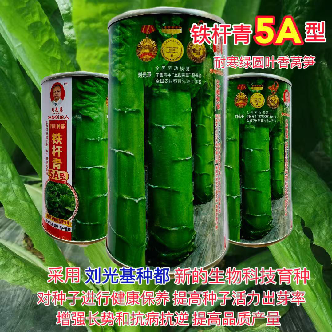 四川种都铁杆青5A型莴笋种子 耐寒绿圆叶高产型香莴笋三青莴笋