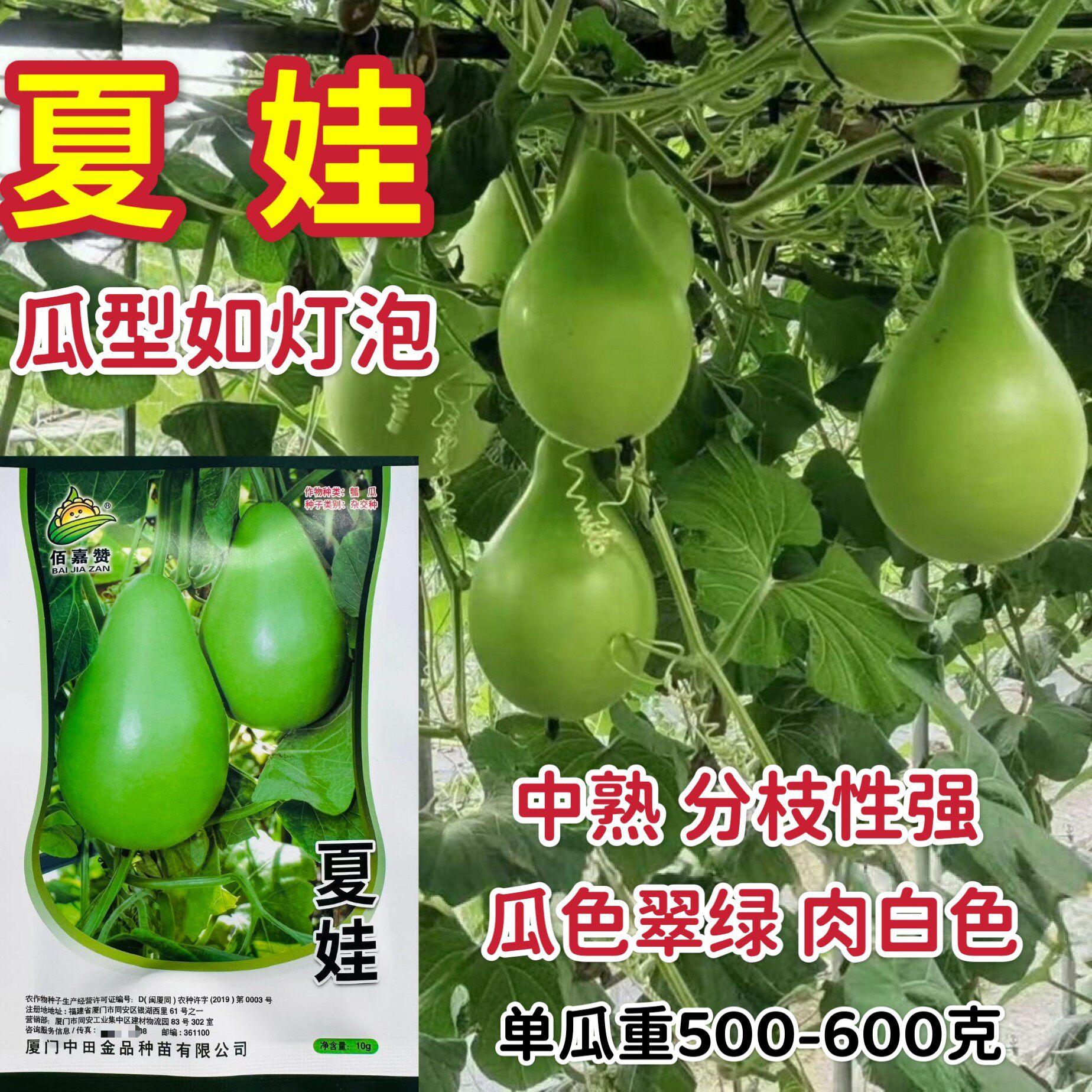 夏娃瓠瓜种子灯泡形蒲瓜种籽瓜皮翠绿肉白色葫芦瓜种籽耐热春秋季