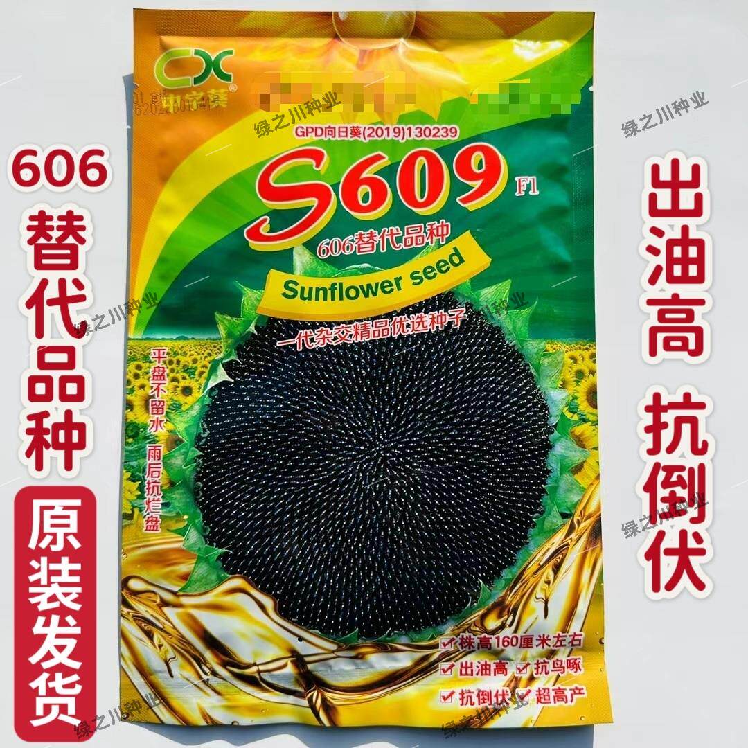 S609油葵种子杂交油用向日葵抗旱抗倒伏矮大头油葵种籽高油