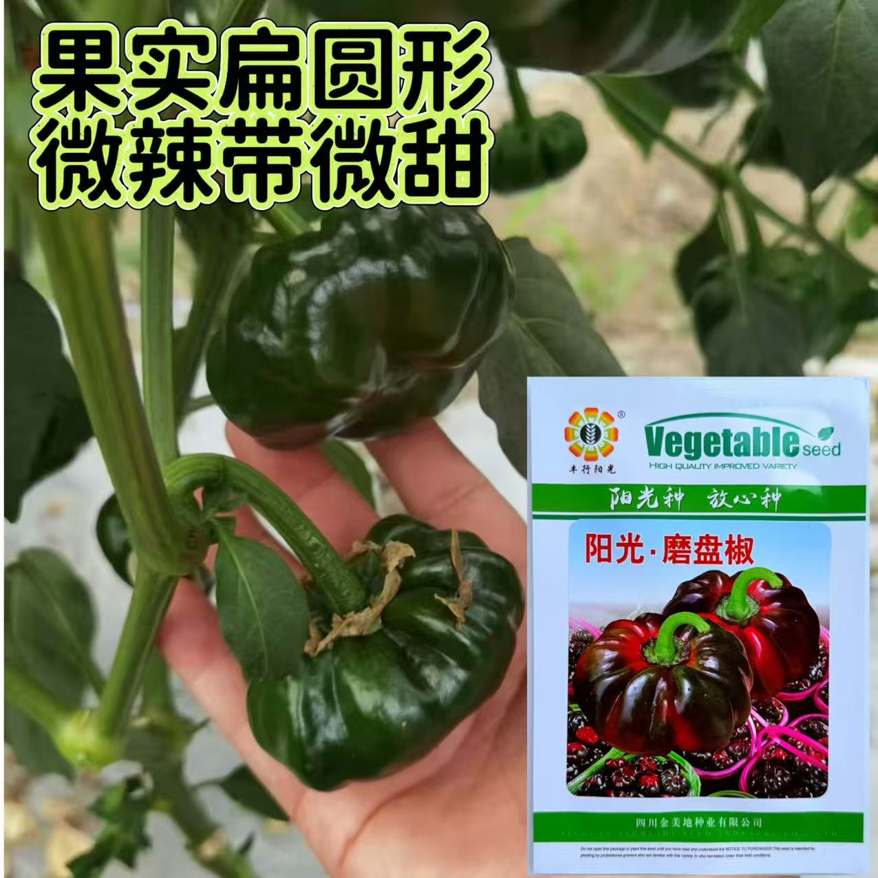 阳光磨盘椒种籽 中早熟红果辣椒 庭院大田观赏食用辣椒籽 春秋播