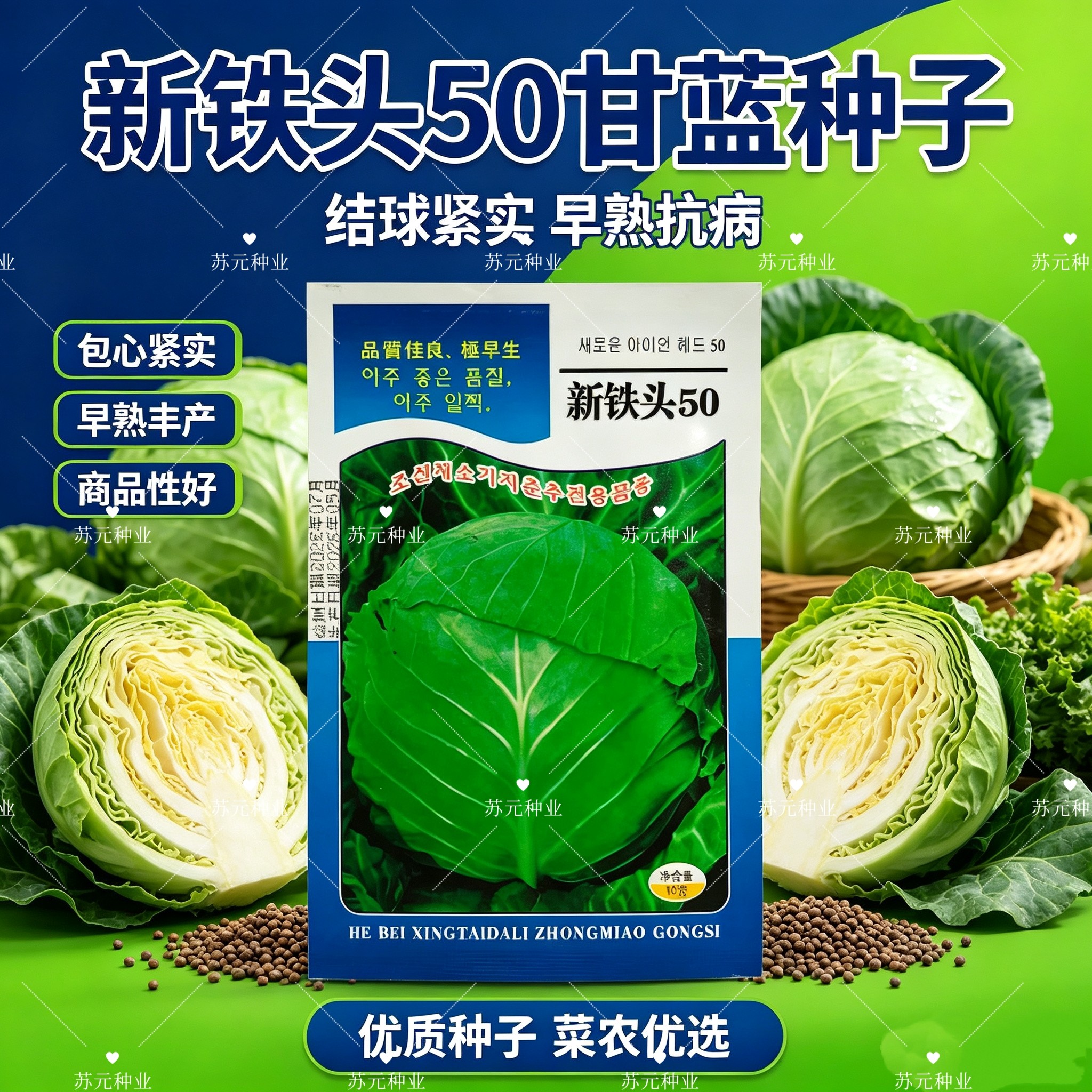 新铁头50早熟春甘蓝包菜种子 圆球型冬性强 春秋高产卷心菜蔬菜种