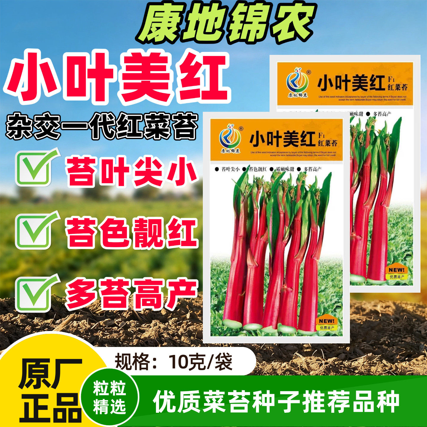 康地小叶美红红菜苔种子早熟口感微甜耐寒抗病多苔丰产红菜苔种籽