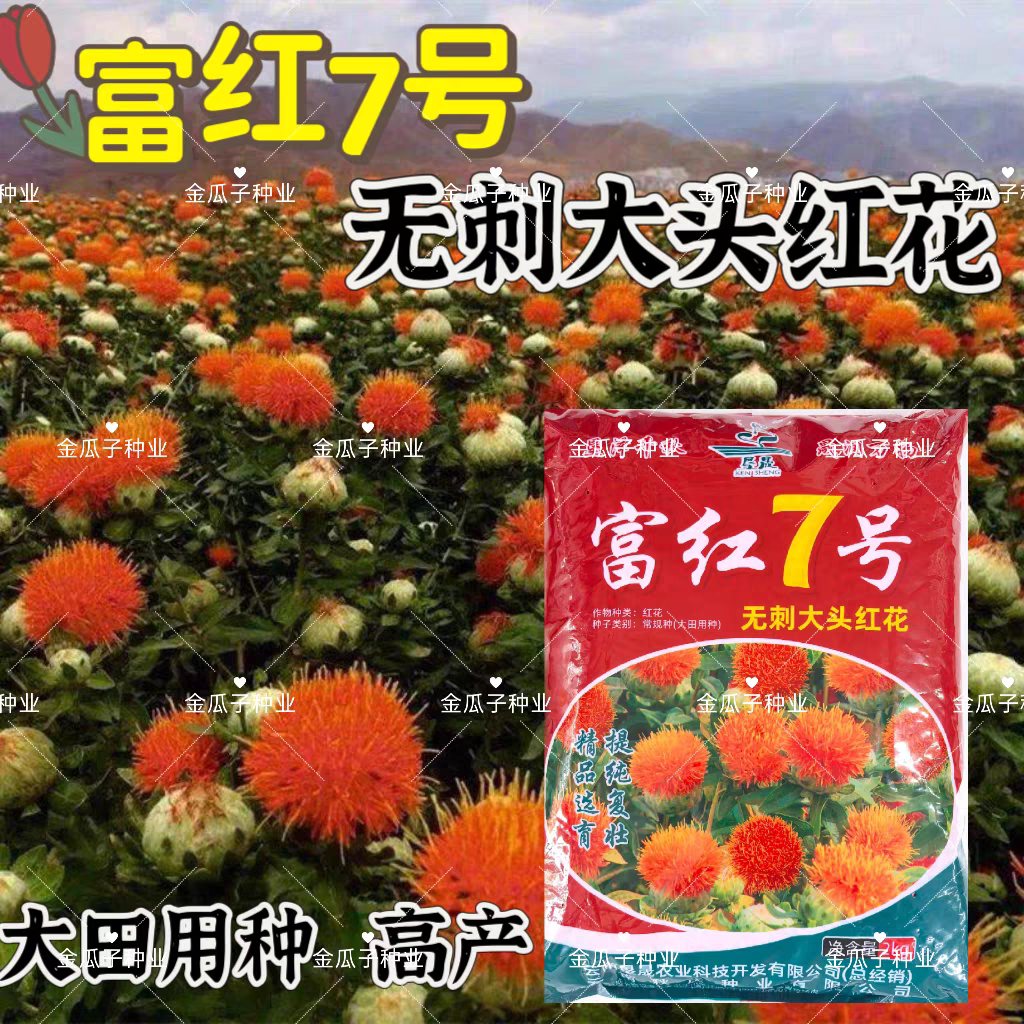 滇红花种子富红7号红花种籽花大无刺花丝长耐寒耐瘠产量高红花孑