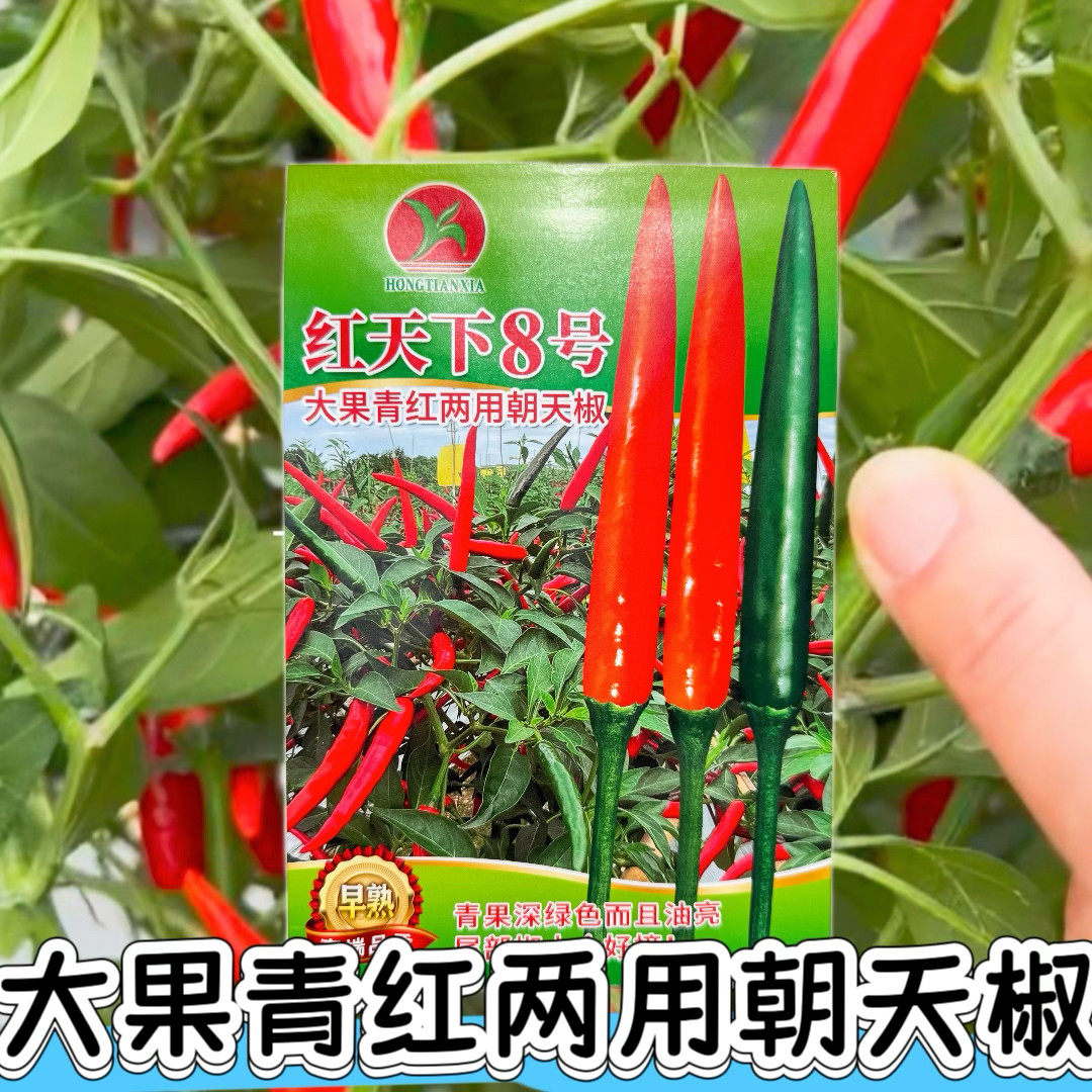 红天下8号青红两用朝天椒种子早熟高产抗病辣椒种籽南北方春秋播