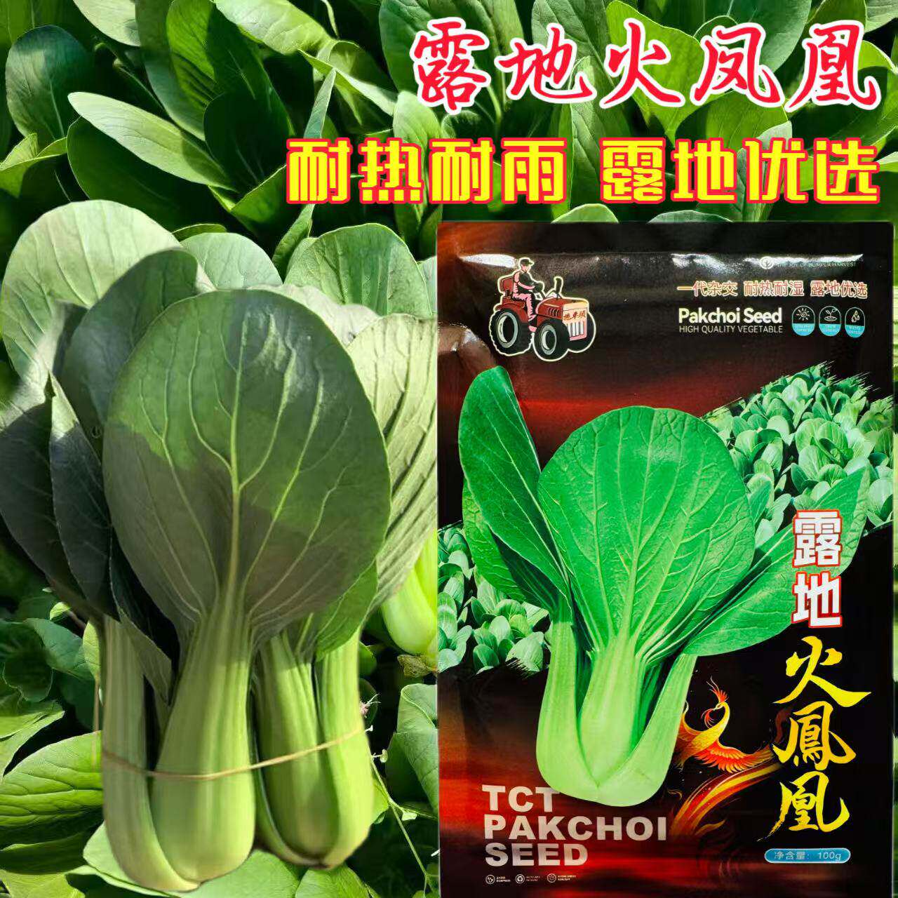 露地火凤凰青菜种子抗病速生青梗菜春秋播种大田庭院阳台蔬菜种籽