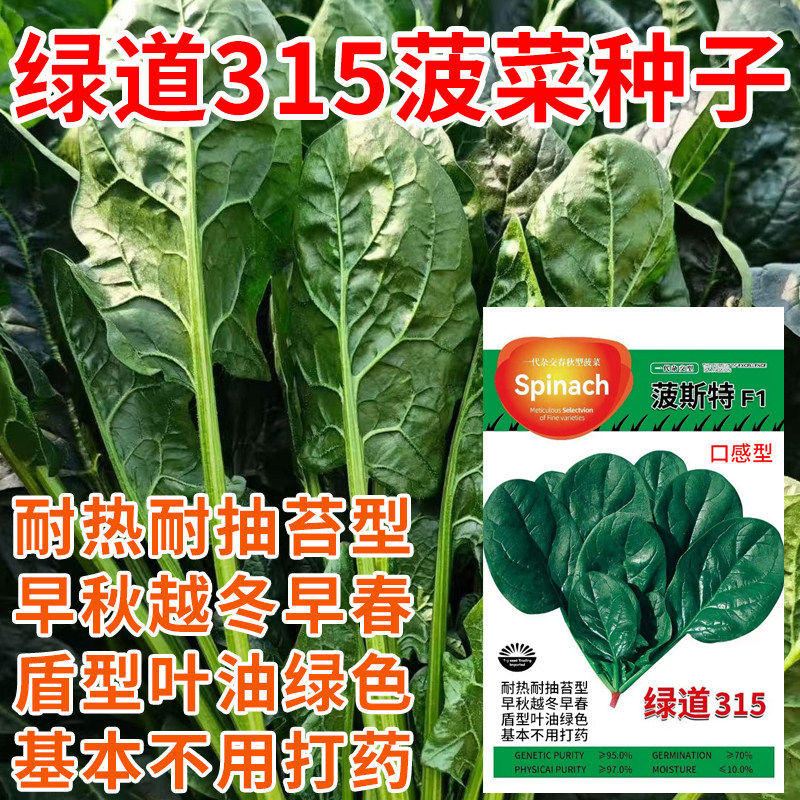 绿道315耐热菠菜种子大叶菠菜籽耐抽苔型红根菠菜籽夏季蔬菜种子
