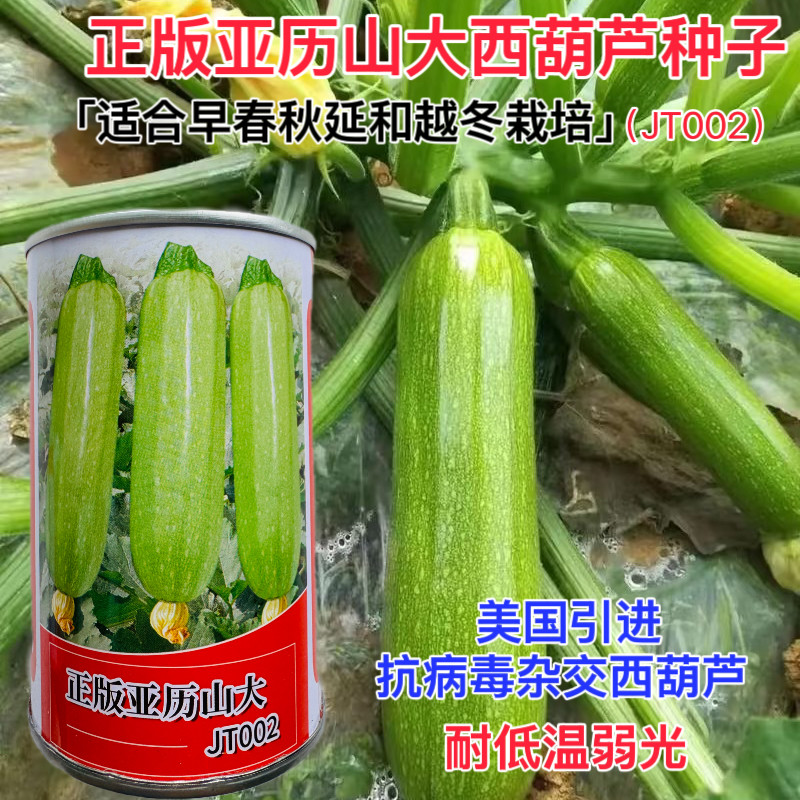 正版亚历山大西葫芦种子抗低温弱光耐寒油绿高产抗病大田蔬菜种子