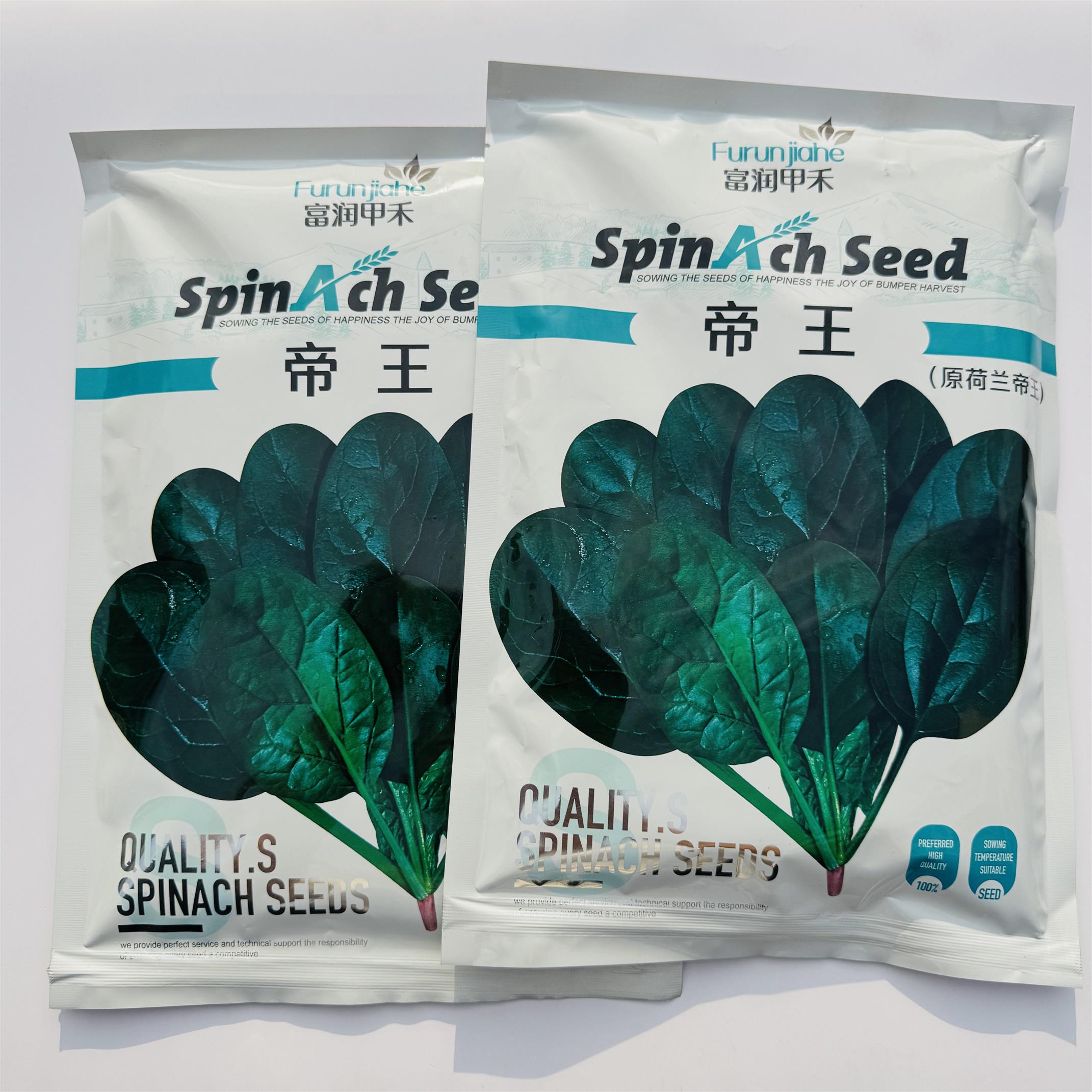 荷兰帝王菠菜种子中熟品种抗病耐热耐运输耐抽薹春秋越冬