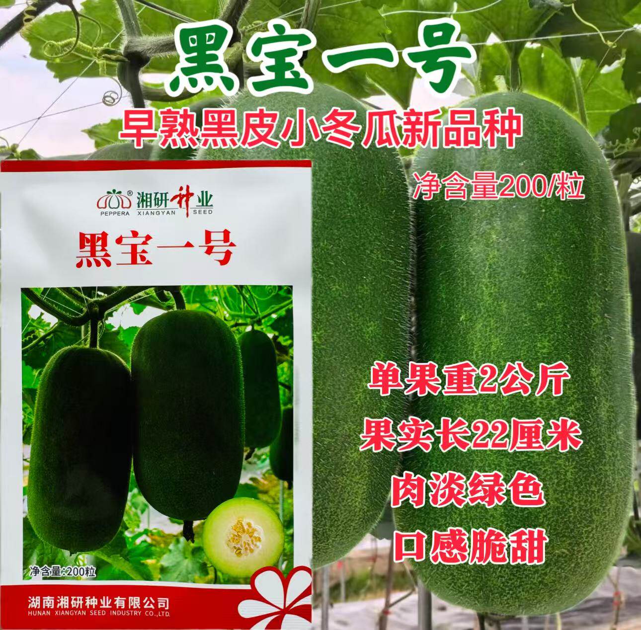 湘研种业黑宝一号早熟黑皮小冬瓜新品种水果冬瓜大棚露地播200粒