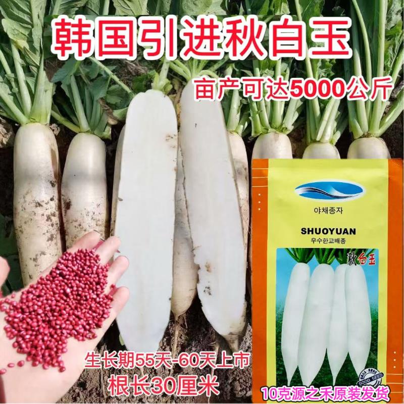 秋白玉萝卜种子韩国引进长白萝卜种籽白皮白肉秋季生长快蔬菜种孑