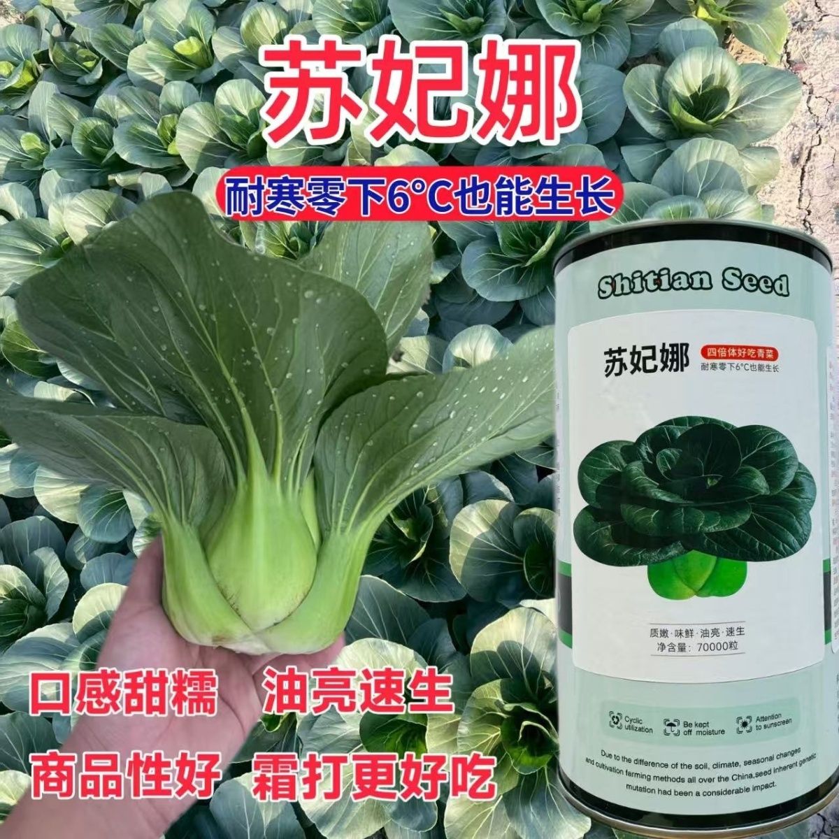 神禾苏妃娜青菜种子矮箕苏州青种子油亮大头束腰肥厚味鲜青菜种子