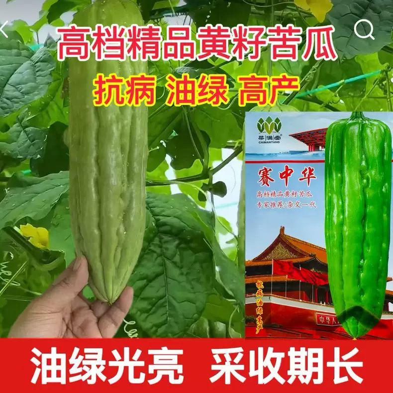 赛中华苦瓜种子高档精品黄籽抗病抗旱高产耐高温耐低温油绿苦瓜种