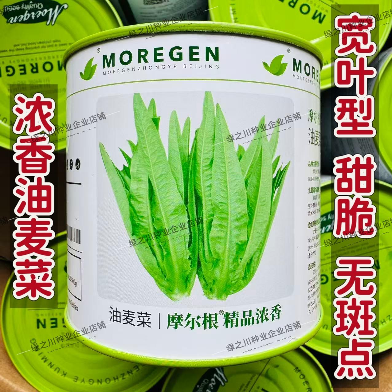 油麦菜种子甜脆精品浓香油麦菜种籽丸粒化包衣油麦菜种子