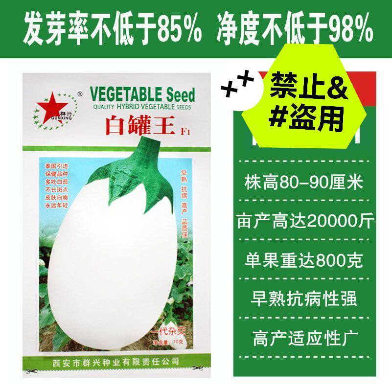 白罐王白茄子种子白罐茄圆茄子种籽四季播耐寒秋冬季蔬菜种子