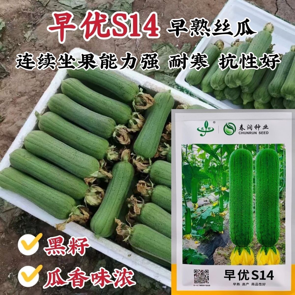 早优S14丝瓜种子抗病早熟杂交短棒香丝瓜种籽农家春秋季播蔬菜种