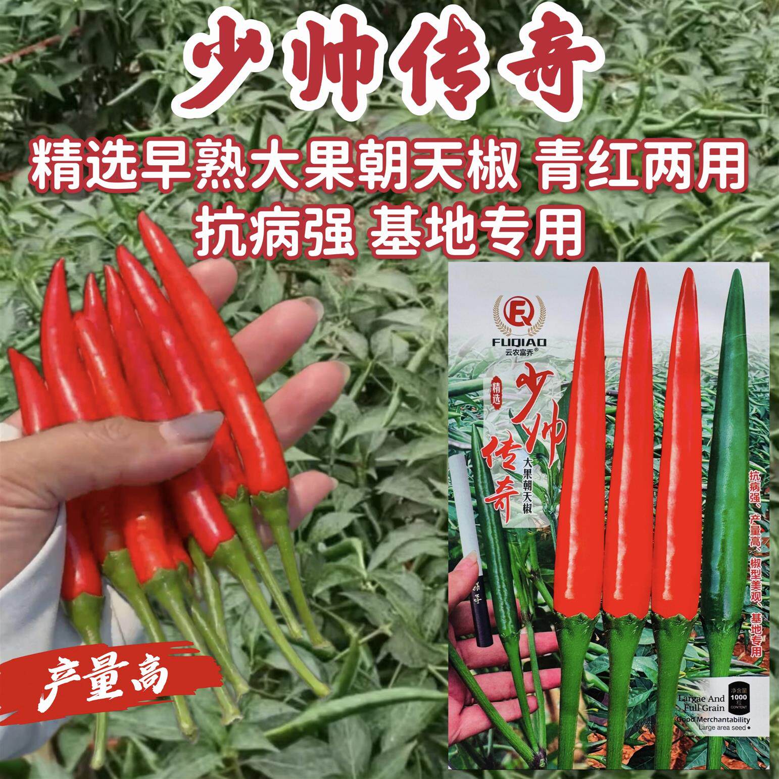 富乔少帅传奇朝天椒种子泰国早熟青红两用大果红色朝天椒种籽抗病