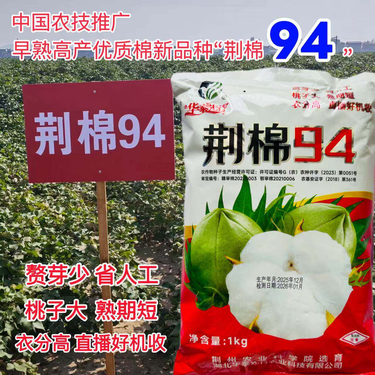 审定棉花种子荆棉94棉花种籽转基因抗棉铃虫长江流域棉花种子棉籽