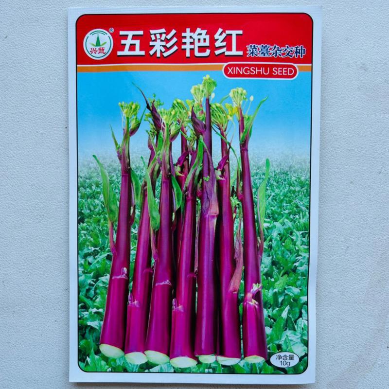 兴蔬五彩艳红早熟60天红菜苔种子紫红鲜红无蜡粉耐寒甜菜