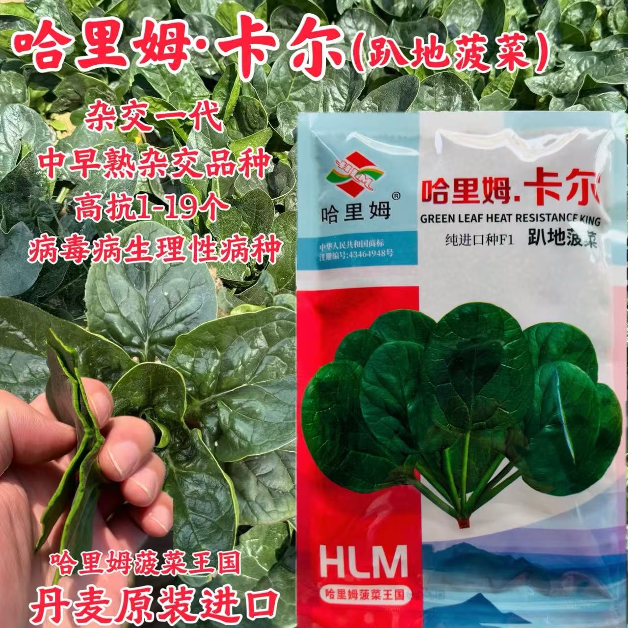哈里姆卡尔种子丹麦进口趴地菠菜叶色黑绿油亮有光泽叶片肥厚不涩