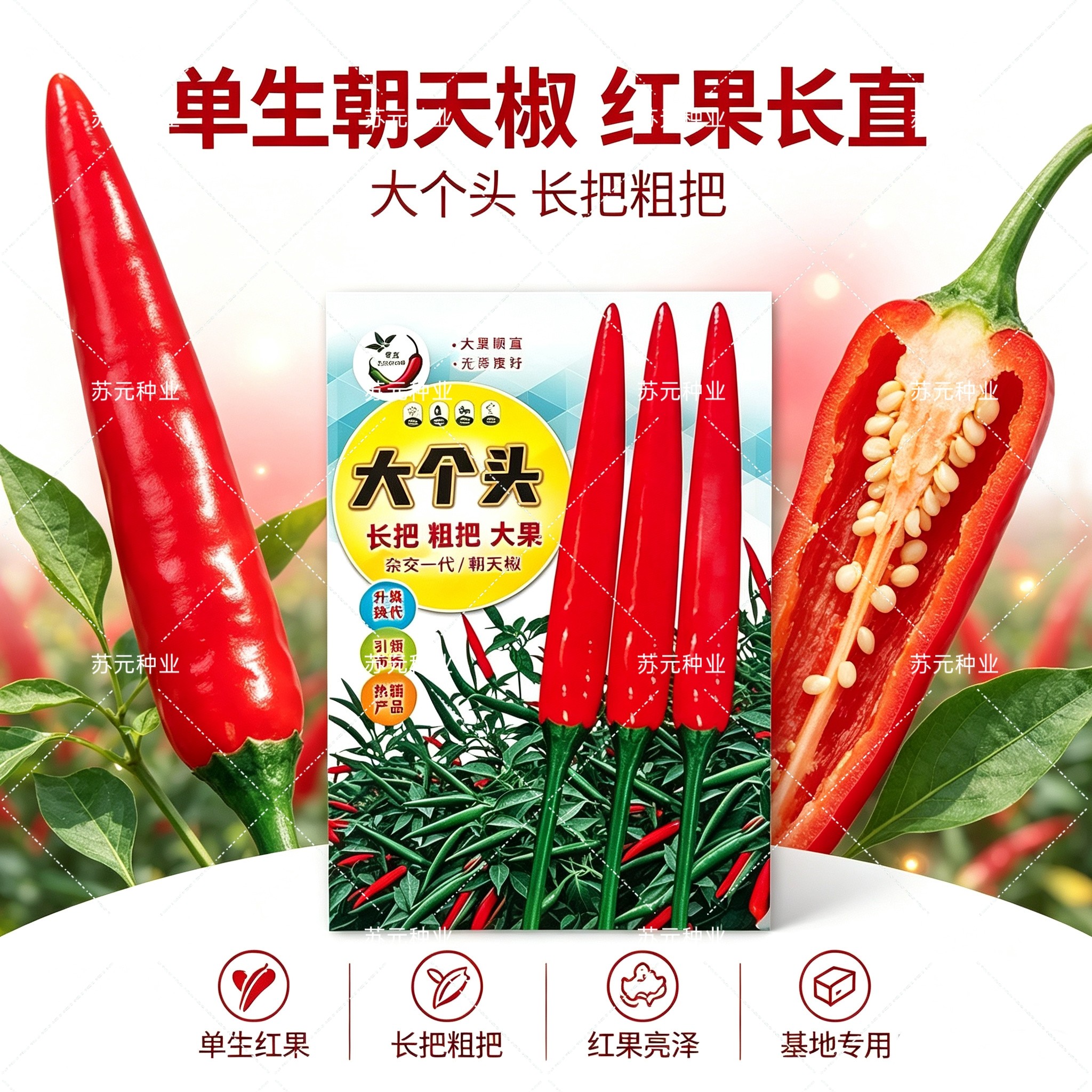 大个头朝天椒种子大果中晚熟长把硬果粗把颜色亮正品大个头辣椒种