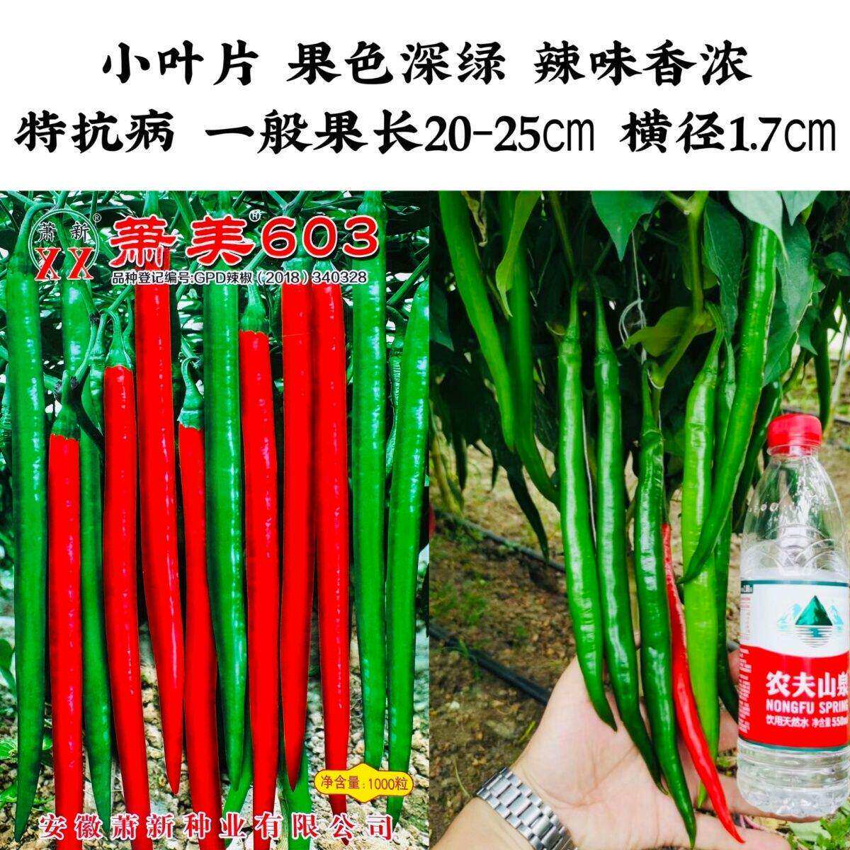 萧美603辣椒种子小叶片深绿色线椒种子辣味香浓耐热耐湿青红两用