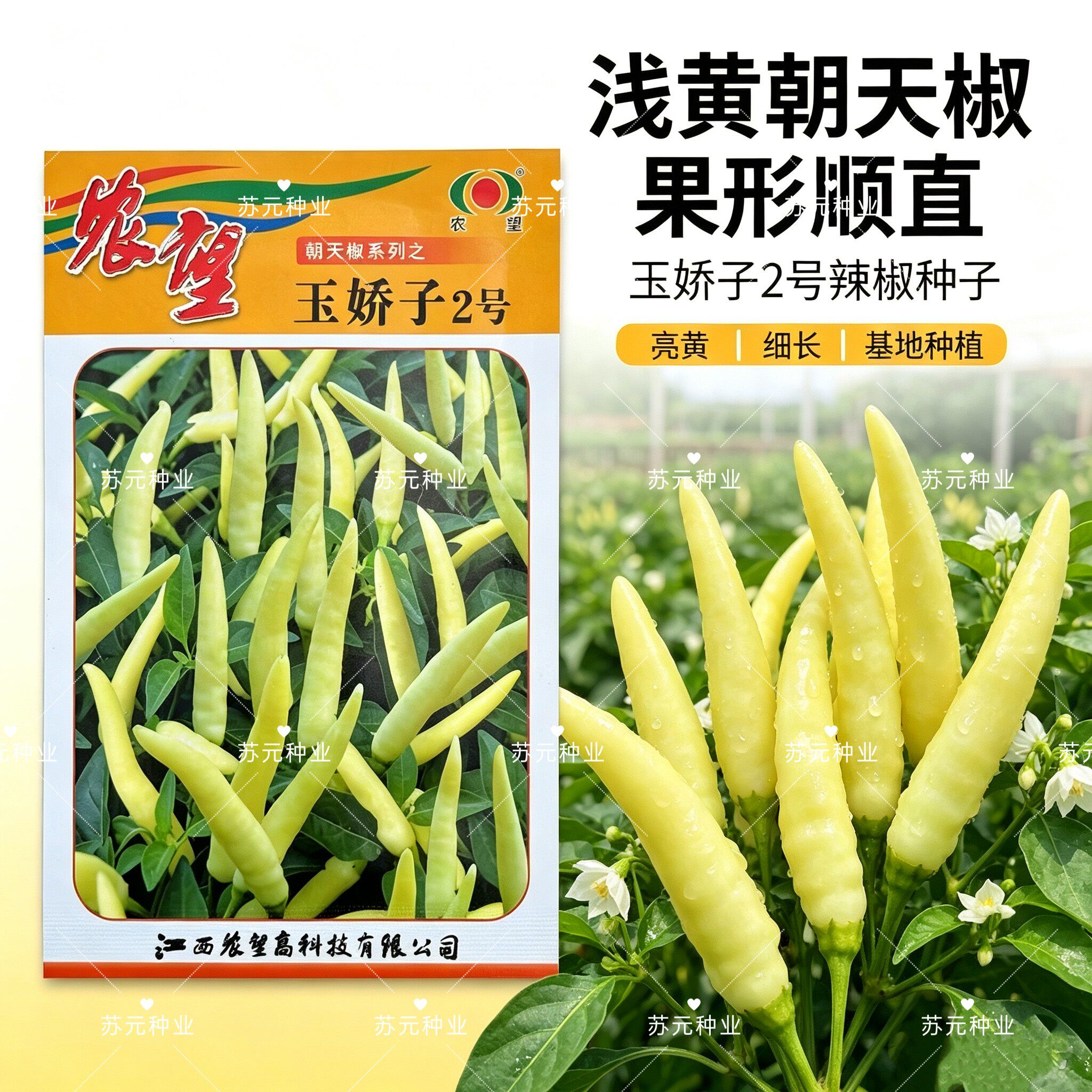 农望玉娇子2号白色朝天椒种子中熟白色小米辣长势强口感辣而清香