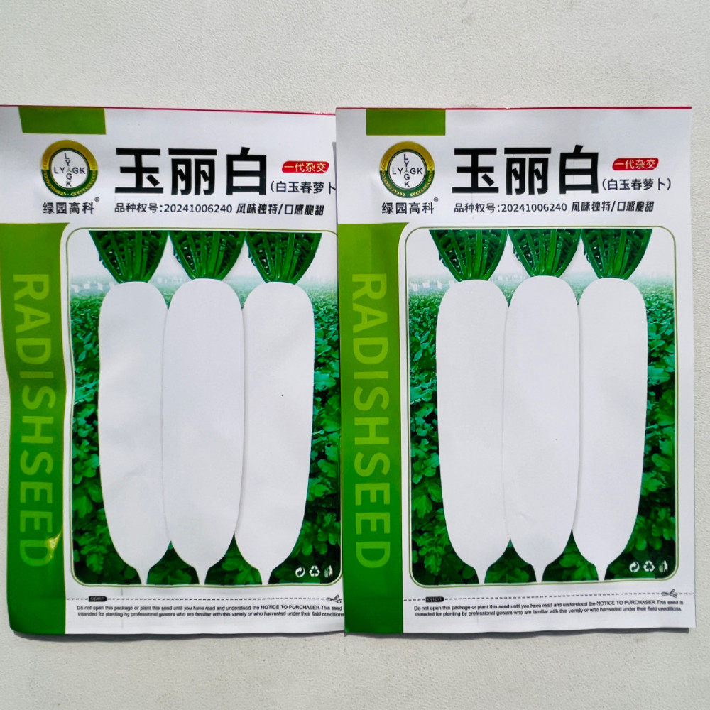 韩国玉丽白萝卜种子春秋四季播种蔬菜籽种庭院大田种植长白萝卜孑