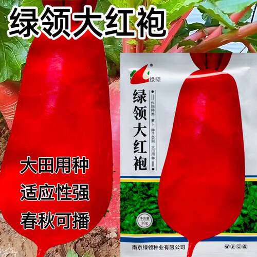 绿领大红袍萝卜种子红皮白肉阳台蔬菜萝卜种四季蔬菜家庭菜园种籽