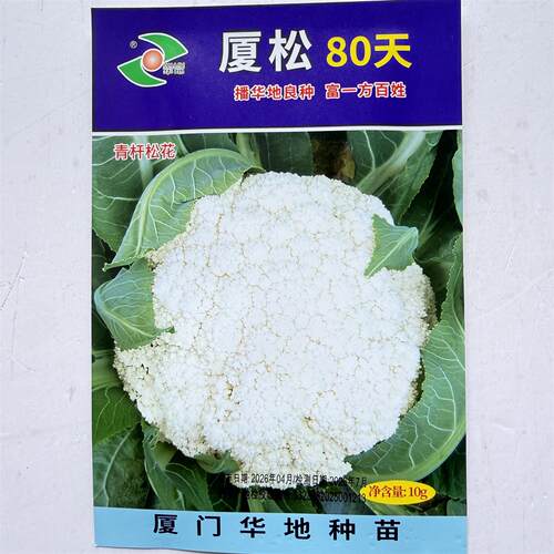 厦松80天青杆松花菜种子中熟有机散花菜耐热秋播花椰菜种蔬菜种籽