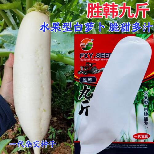 胜韩九斤中晚熟耐寒耐抽苔抗冬性强水果白萝卜种子九斤王白萝卜