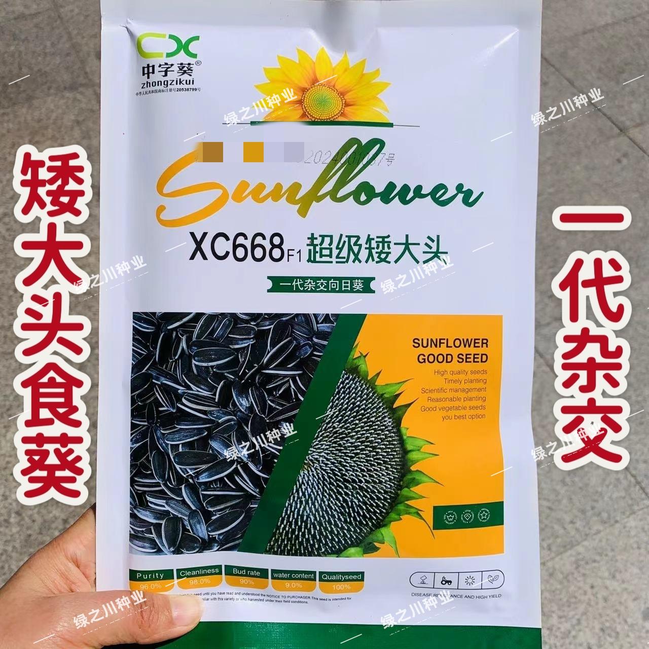 超级矮大头食葵种子xc668向日葵种子杂交大头食用葵花种籽扁平
