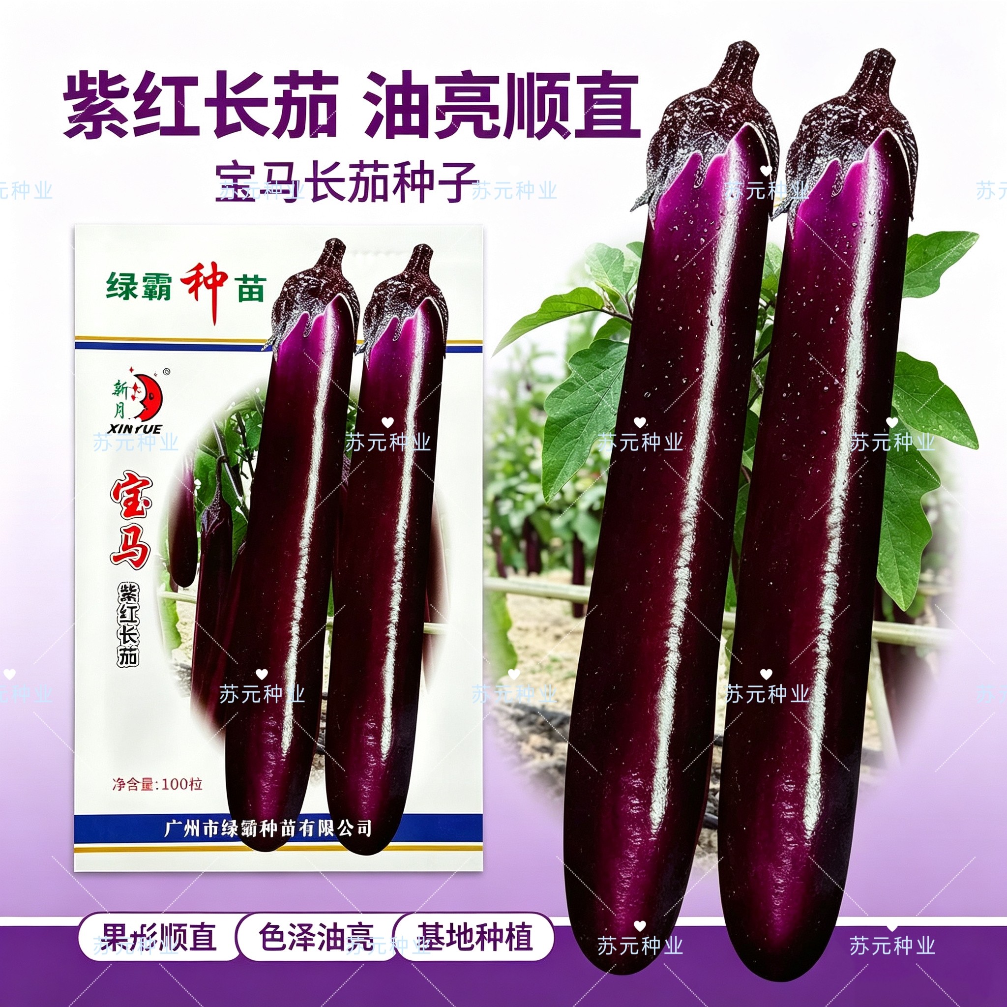 绿霸宝马紫红长茄种子紫红色长条茄不变色春秋冬季茄子种子中晚熟