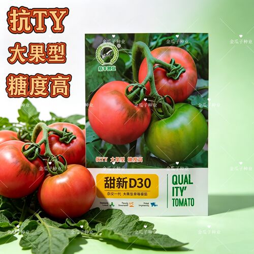甜新D30番茄种子大果型草莓番茄种子草莓柿子籽蔬菜籽抗病抗枯萎