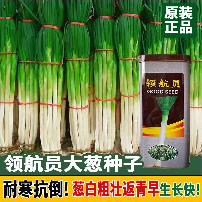 领航员大葱种子高产抗病耐寒耐热四季种籽农家大田基地播种蔬菜籽