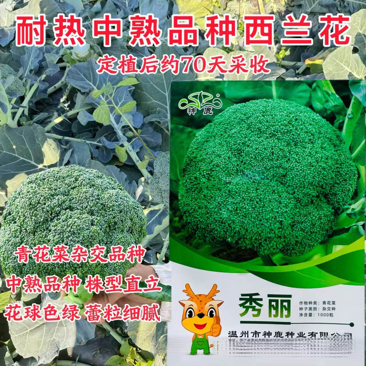 神鹿秀丽青花菜杂交种子中熟耐热绿色蔬菜青松花椰菜籽西兰花种籽