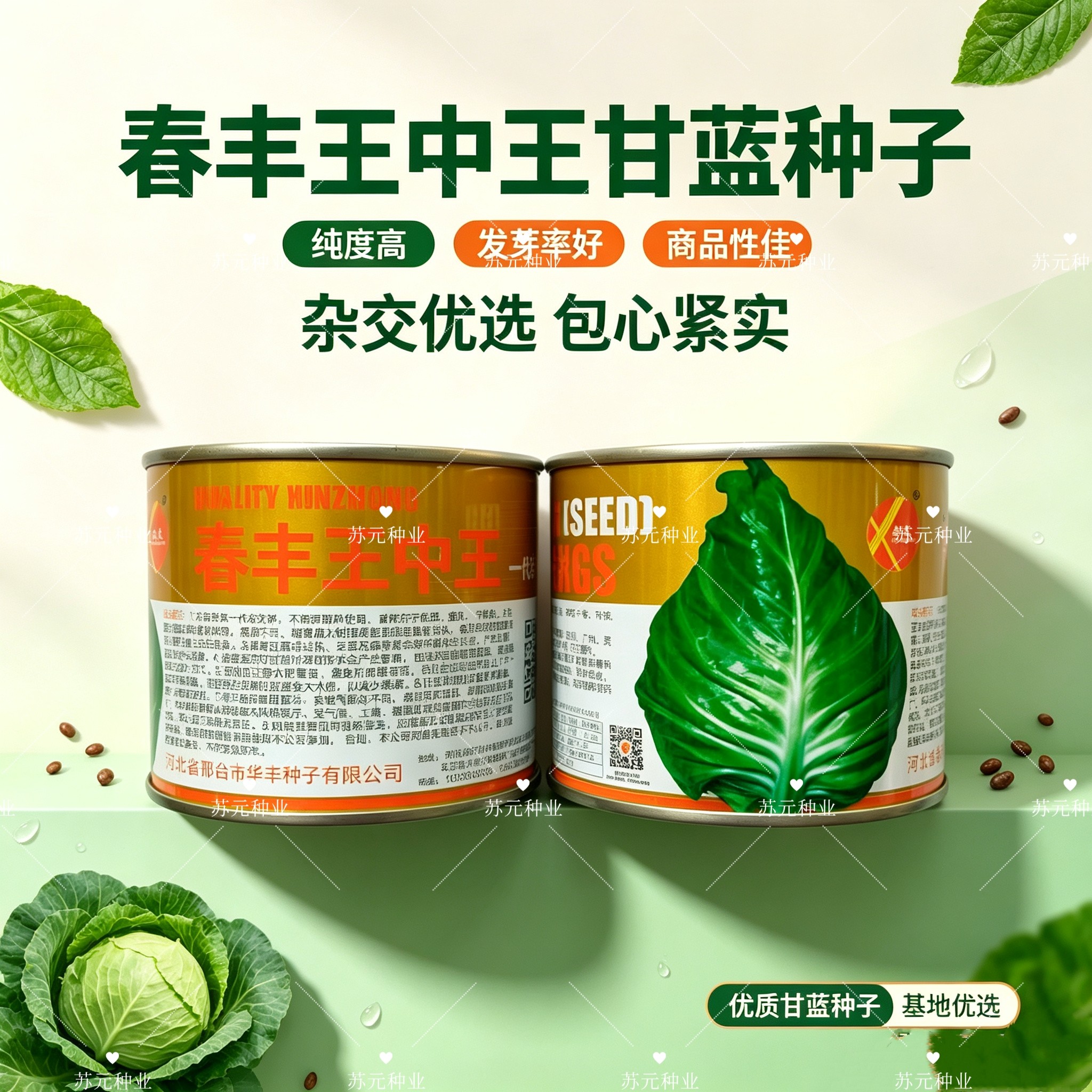 春丰王中王甘蓝种子春秋牛心包菜种子早熟耐寒高产卷心菜蔬菜种籽