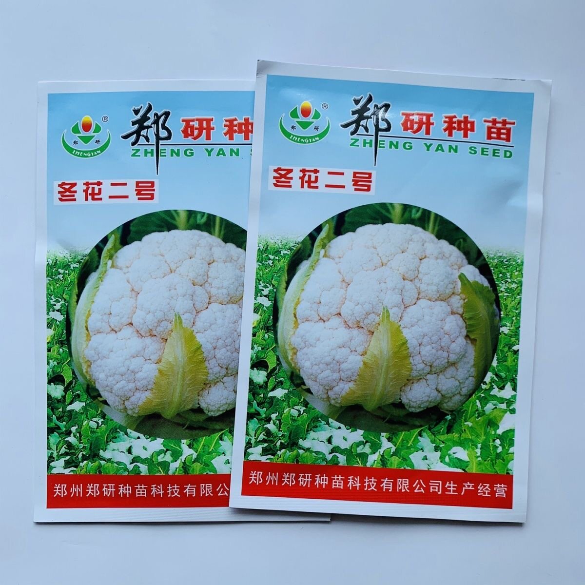 冬花二号花菜种子中熟花椰菜花球呈高圆型花粒较粗乳白紧实松花菜